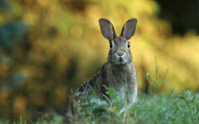 Of Bunnies and Thinkers – or: How Trauma affects our Stress Response